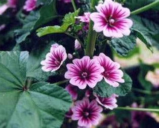 Malva, Mallow, French Hollyhock Zebrina