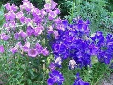 Campanula Species, Canterbury Bells, Cups and Saucers