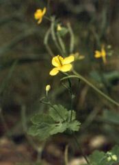 Celandine Species, Greater Celandine, Killwort, Nipplewort, Swallowwort, Tetterwort
