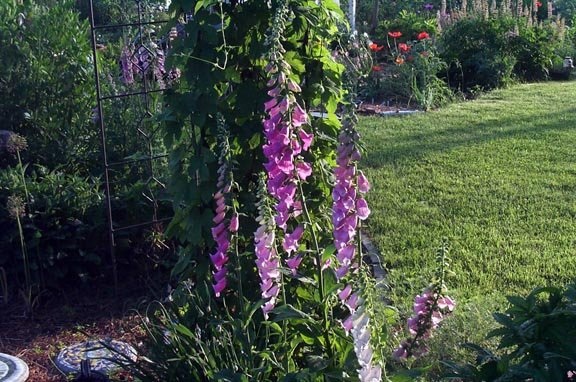 Digitalis Species, Fairys Glove, Foxglove, Ladys Glove, Purple Foxglove