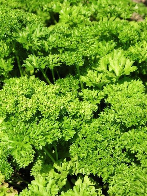 Petroselinum, Flat-Leaf Parsley, Italian Parsley Italian Flat Leaf