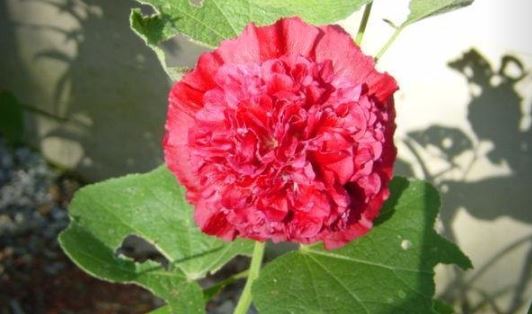Alcea, Common Hollyhock, Garden Hollyhock Mixed Hybrids, Noids