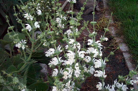 Salvia Species, Silver Clary, Silver Sage