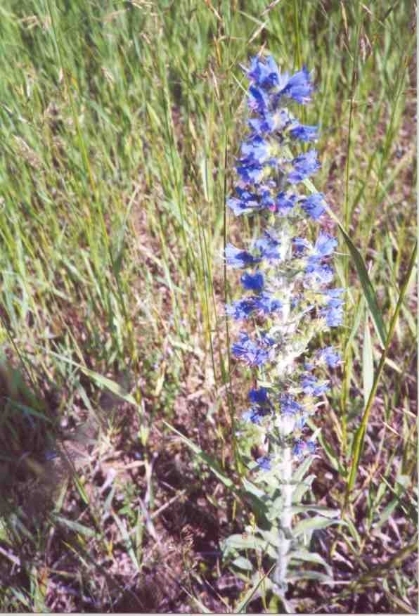 Echium Species, Vipers Bugloss