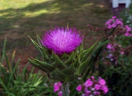 Silybum Species, Milk Thistle, St. Marys Thistle