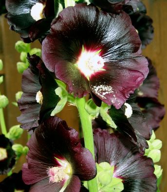 Alcea, Common Hollyhock, Garden Hollyhock Nigra
