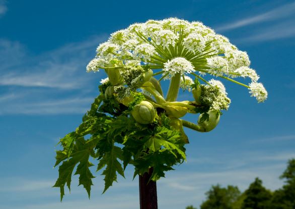 Giant Hogweed