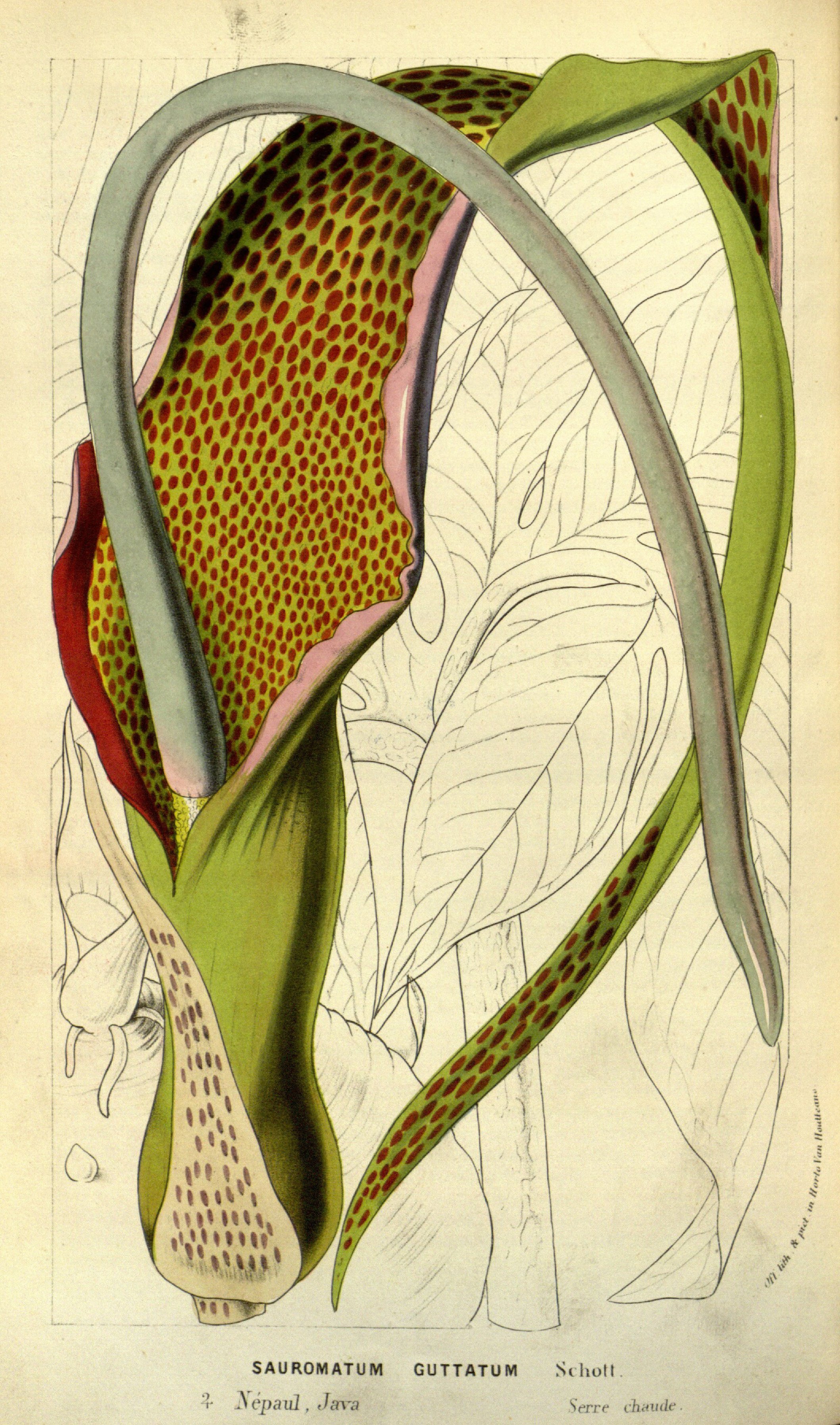 Sauromatum Species, Voodoo Lily, Voodoo Bulb