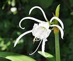 Ismene Species, Peruvian Daffodil, Spider Lily