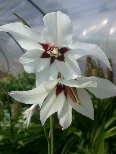 Gladiolus Species, Abyssinian Gladiola, Fragrant Gladiolus, Peacock Orchid