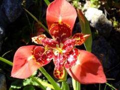 Tigridia Species, Mexican Shell Flower, Peacock Flower, Sacred Tiger Lily, Tiger Flower