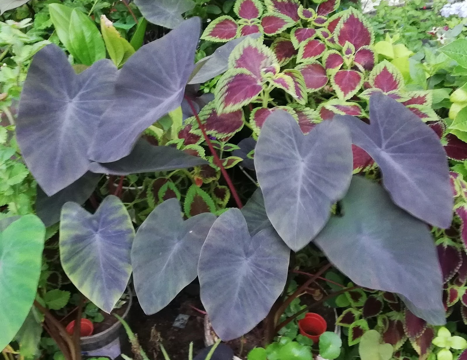 Colocasia, Elephant Ear, Taro Black Magic