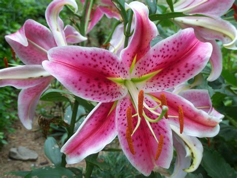 Oriental Lily Star Gazer