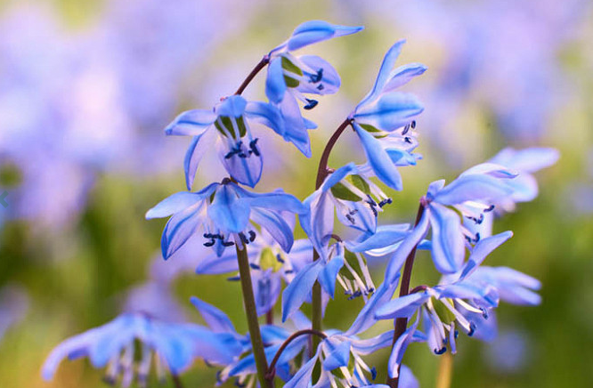 Scilla Species, Siberian Squill