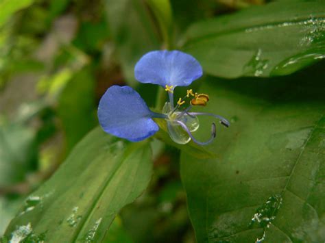 Commelina Species, Blue Spiderwort, Day Flower, Widows Tears