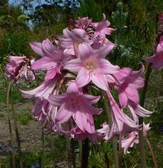 Amaryllis Species, Belladonna Lily, Jersey Lily, March Lily, Naked Lady Lily