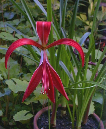 Sprekelia Species, Aztec Lily, Jacobean Lily