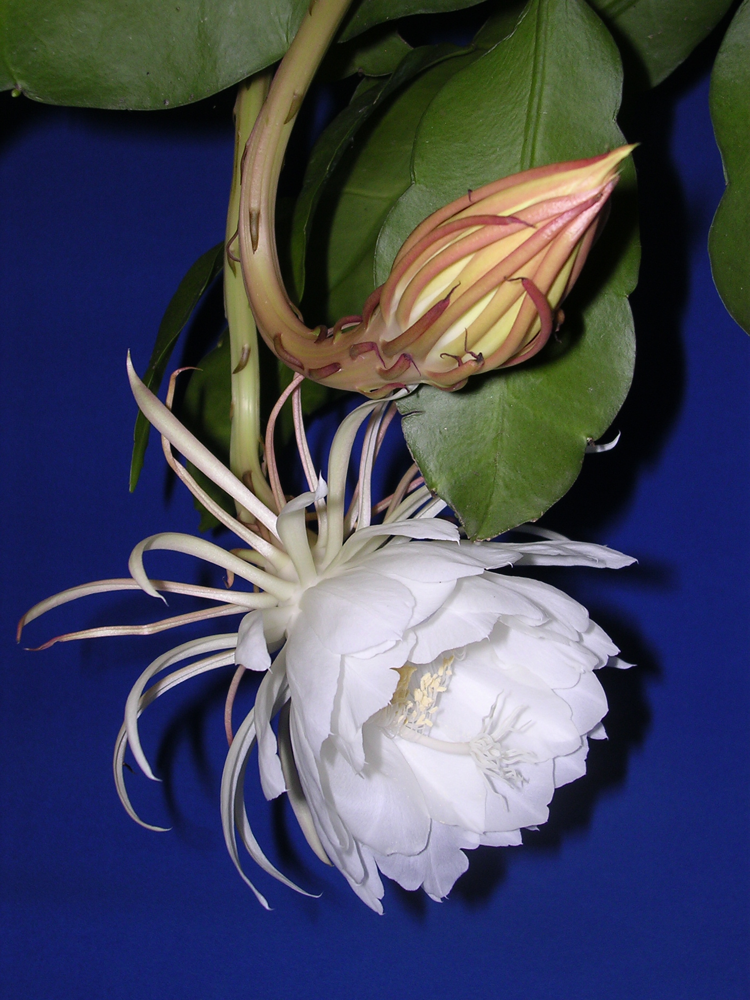 Epiphyllum Species, Dutchmans Pipe Cactus, Night Blooming Cereus
