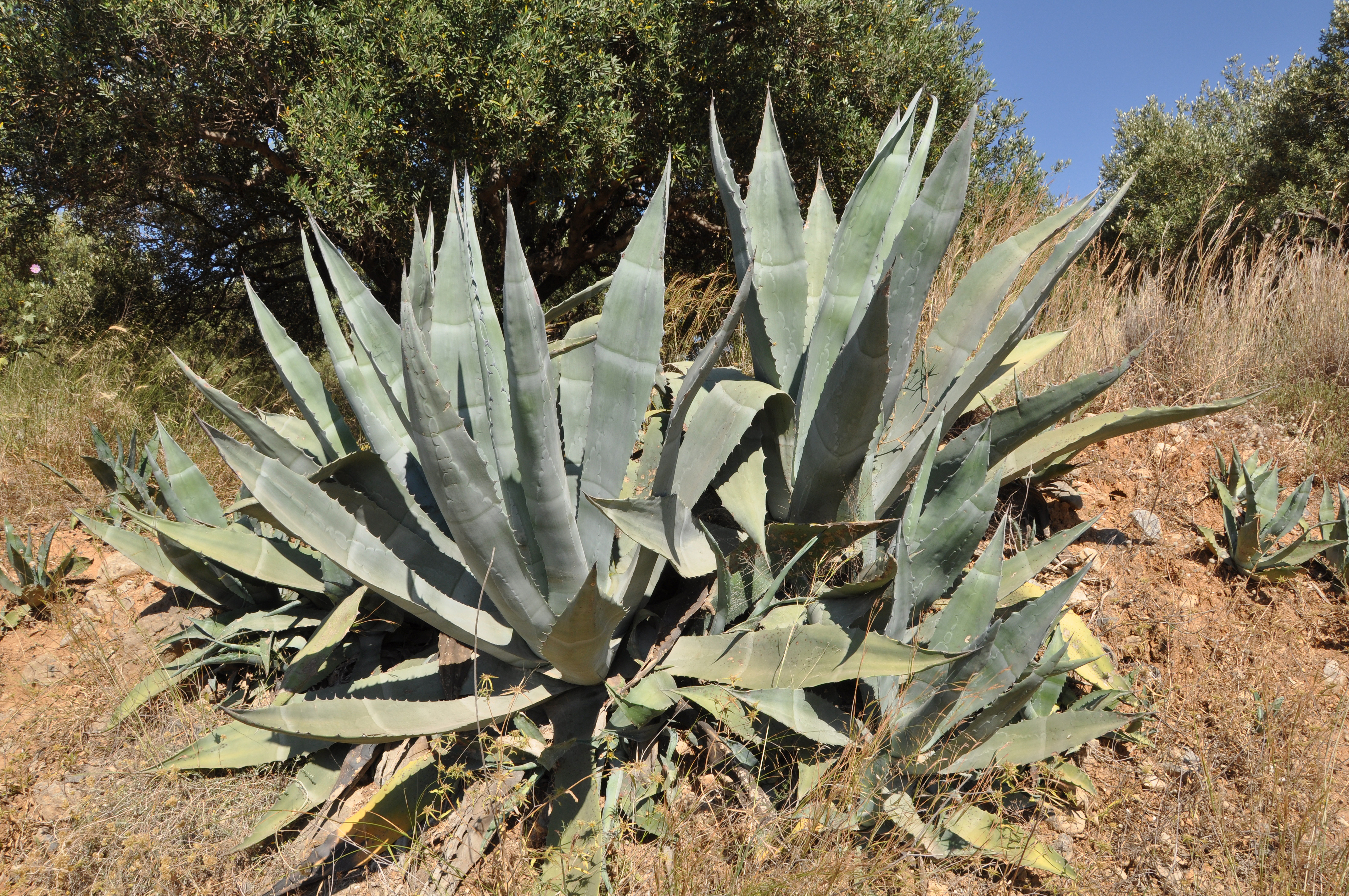 Agave, American Agave, American Century Plant, Maguey Marginata