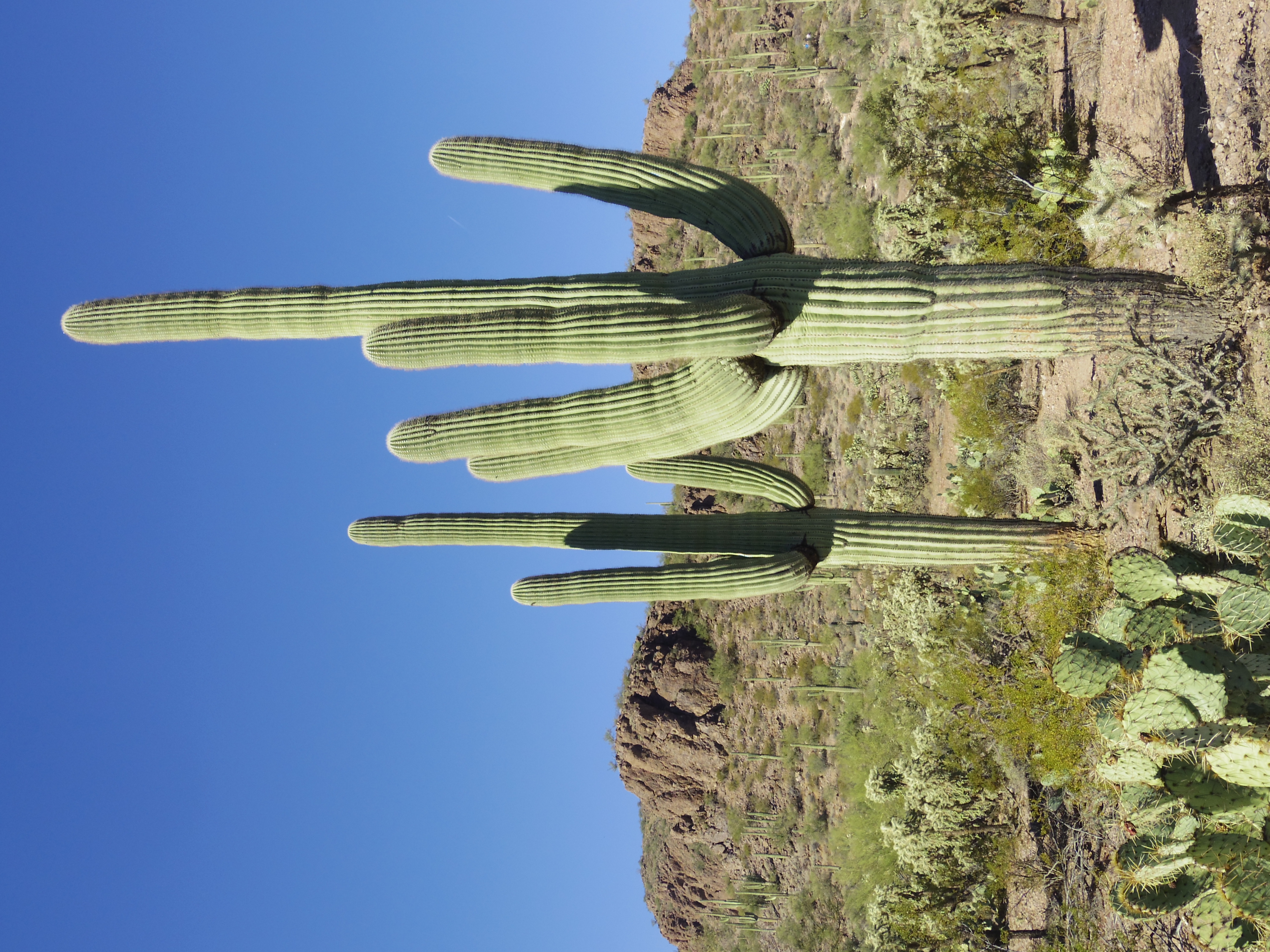 Carnegiea Species, Giant Cactus, Saguaro