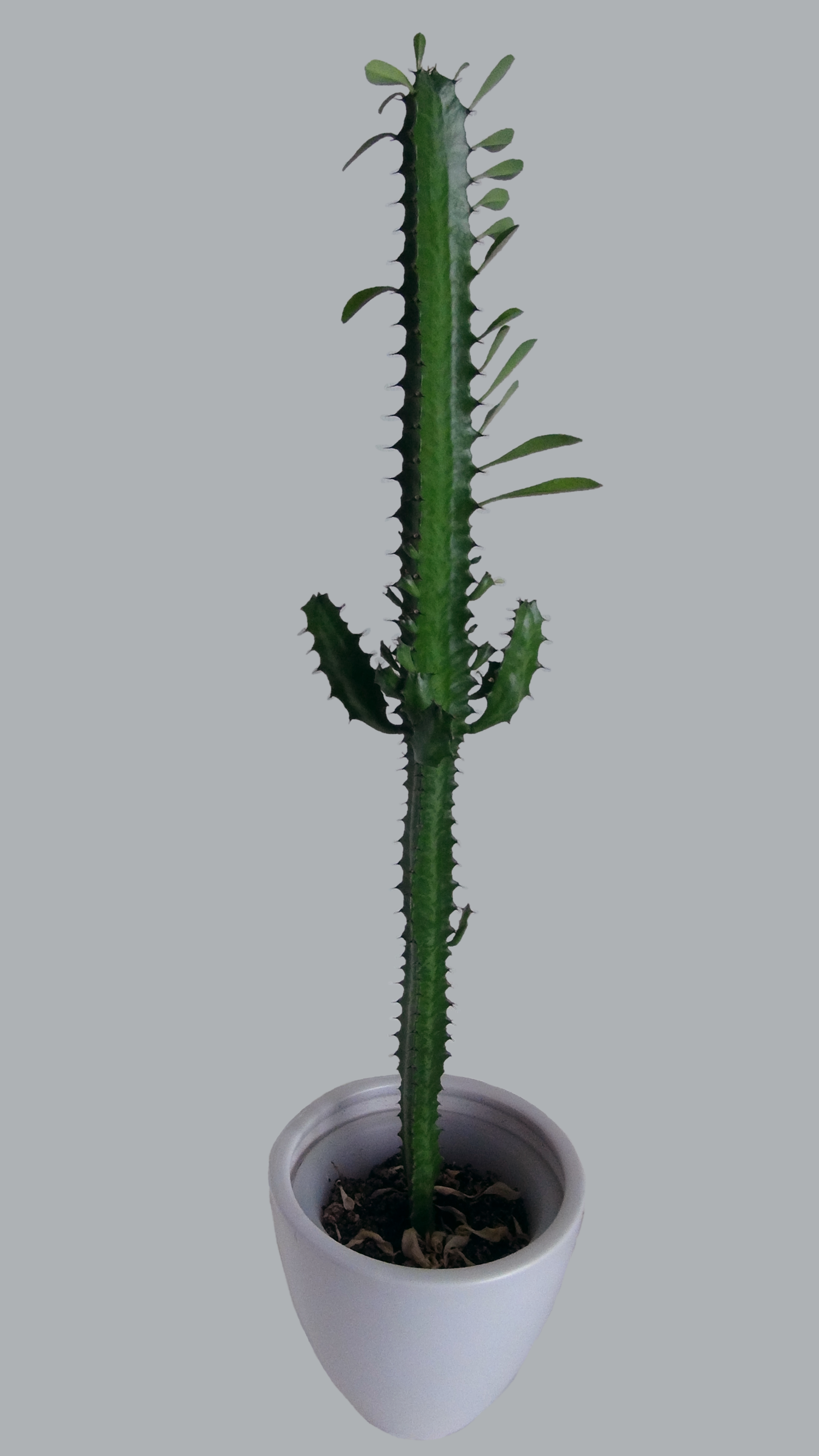 Euphorbia, African Milk Tree, Candelabra Cactus Rubra