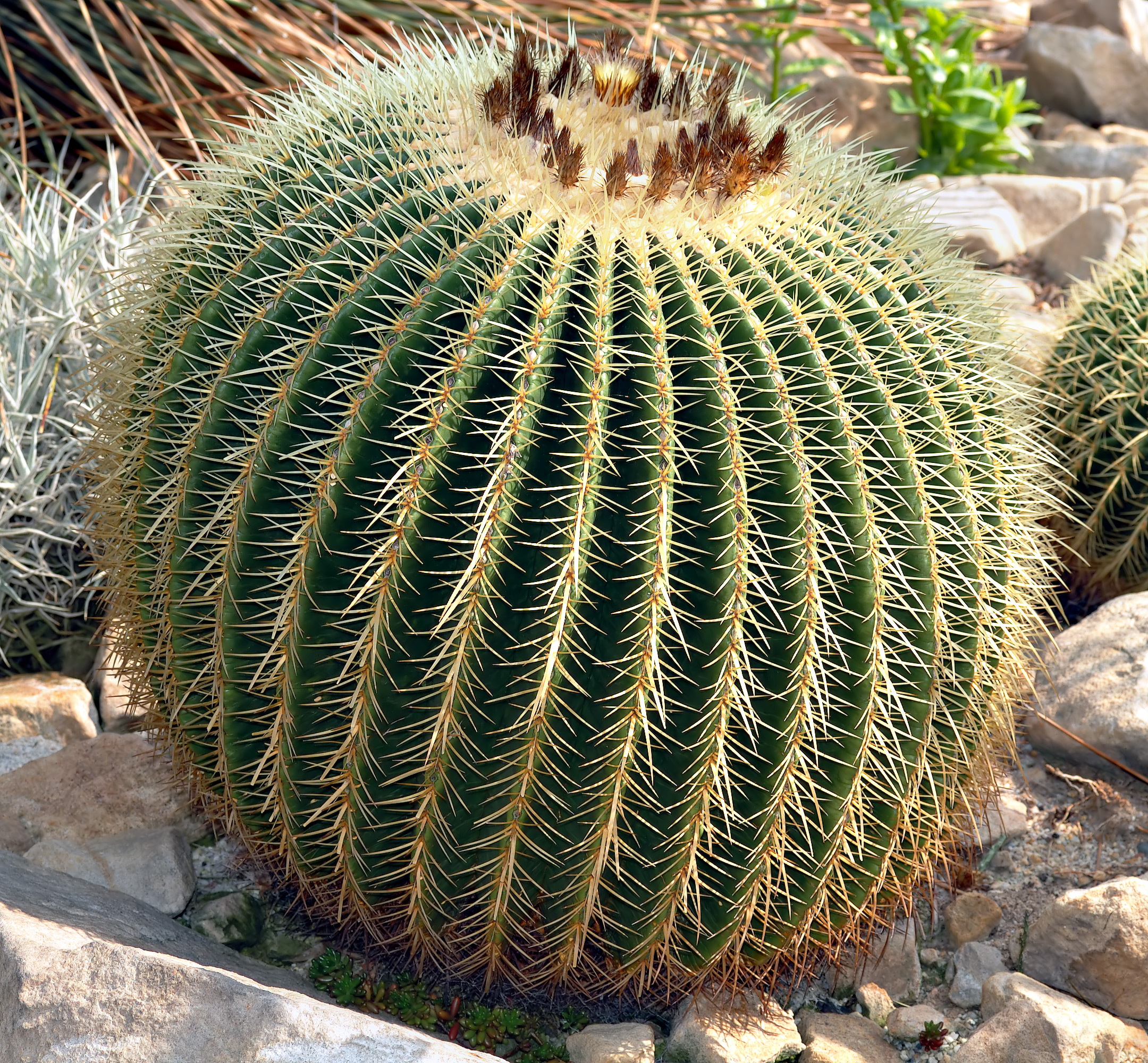 Echinocactus Species, Golden Barrel Cactus