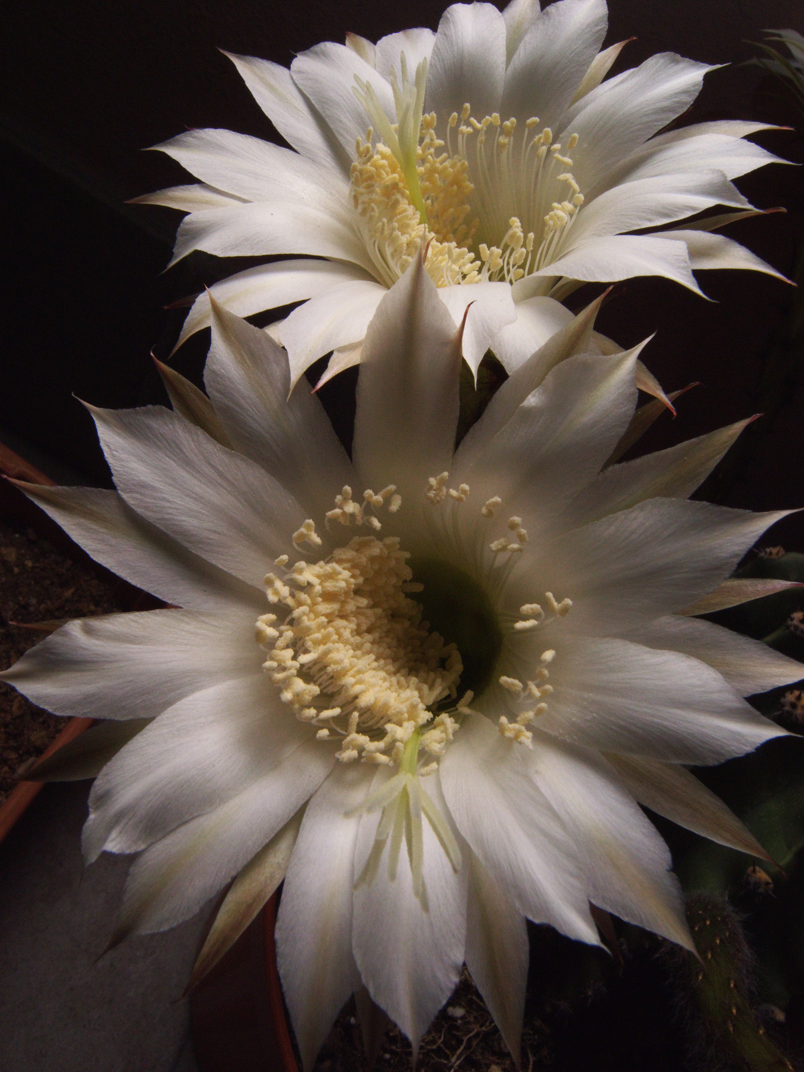 Echinopsis Species, Easter Lily Cactus, Sea-Urchin Cactus