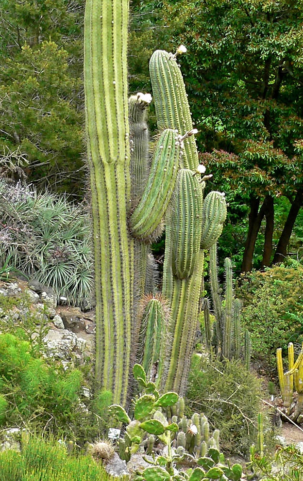 Echinopsis Species, Argentine Saguaro, Cardon Grande