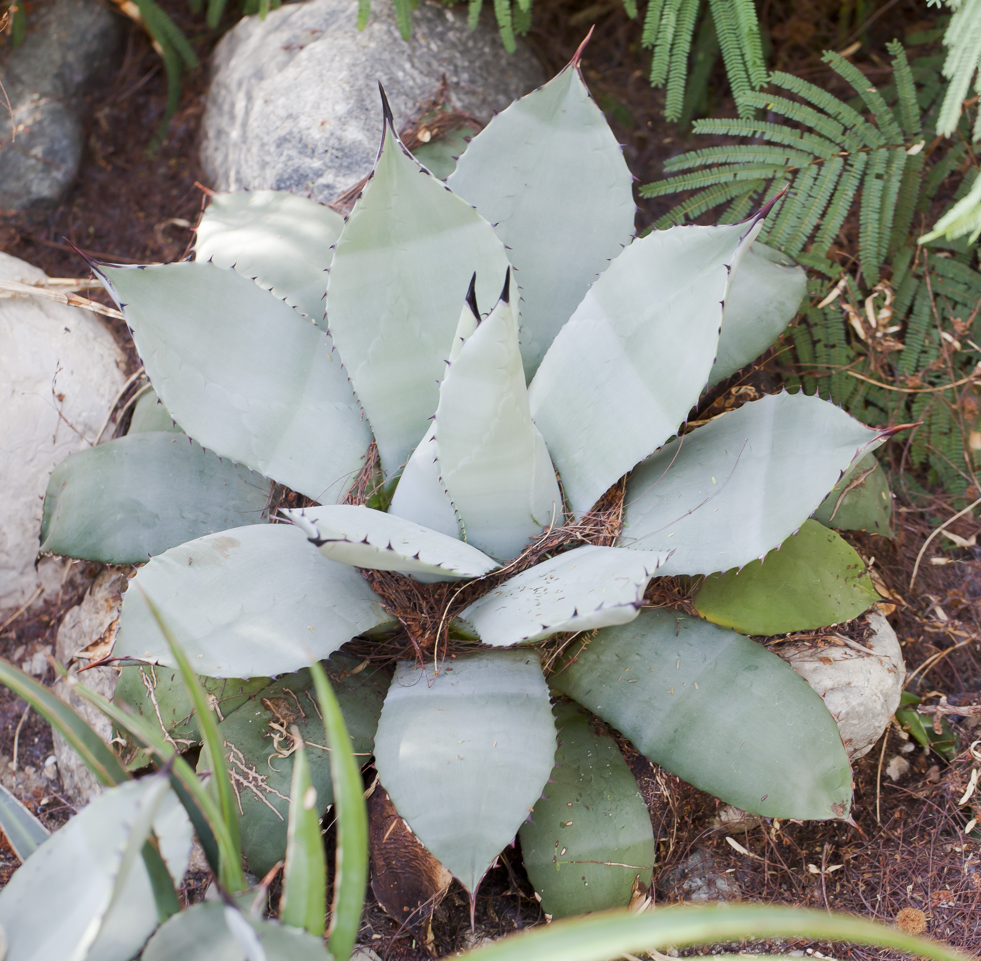 Agave Species, Parrys Agave, Parrys Century Plant, Maguey