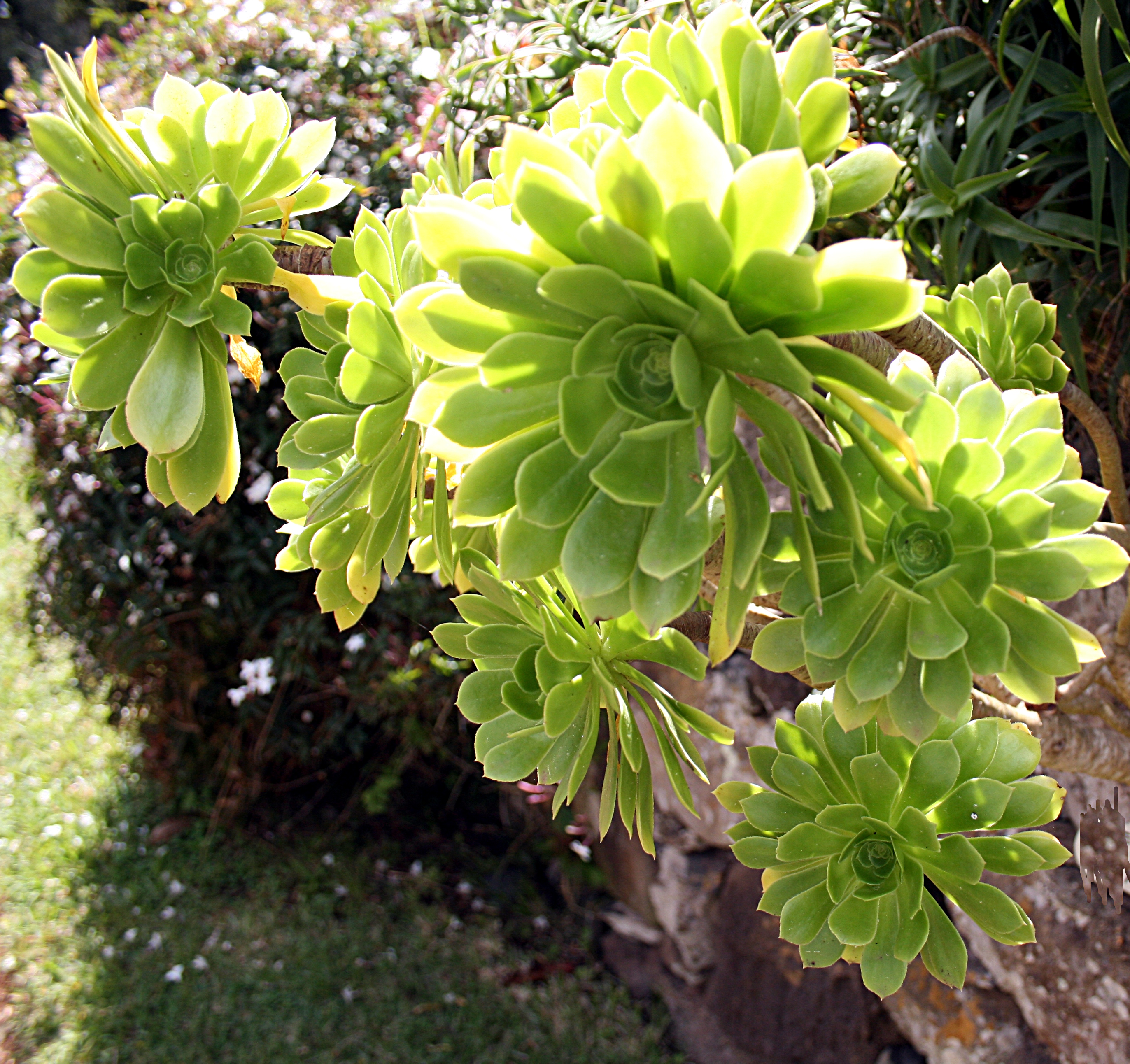 Aeonium, Black Tree Aeonium, Purple Crest Aeonium Zwartkop