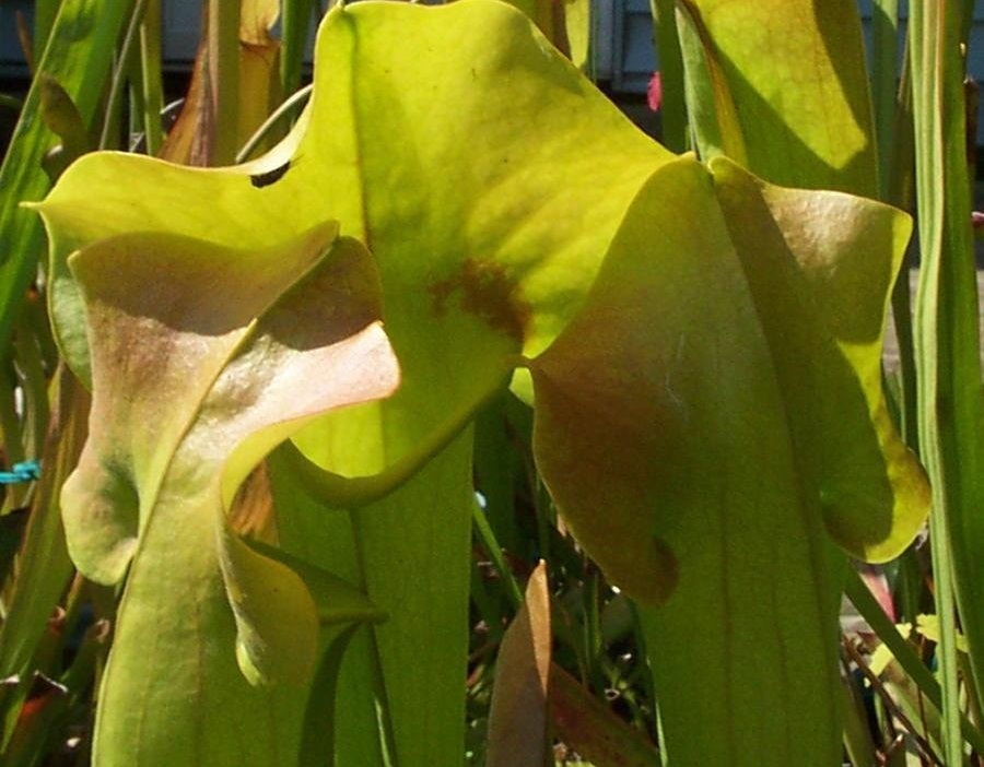 Sarracenia Species, Catesbys Pitcher Plant