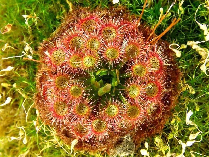 Drosera, Sundew Lake Badgerup