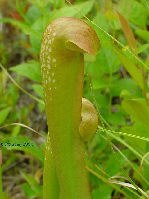 Sarracenia Species, Hooded Pitcher Plant