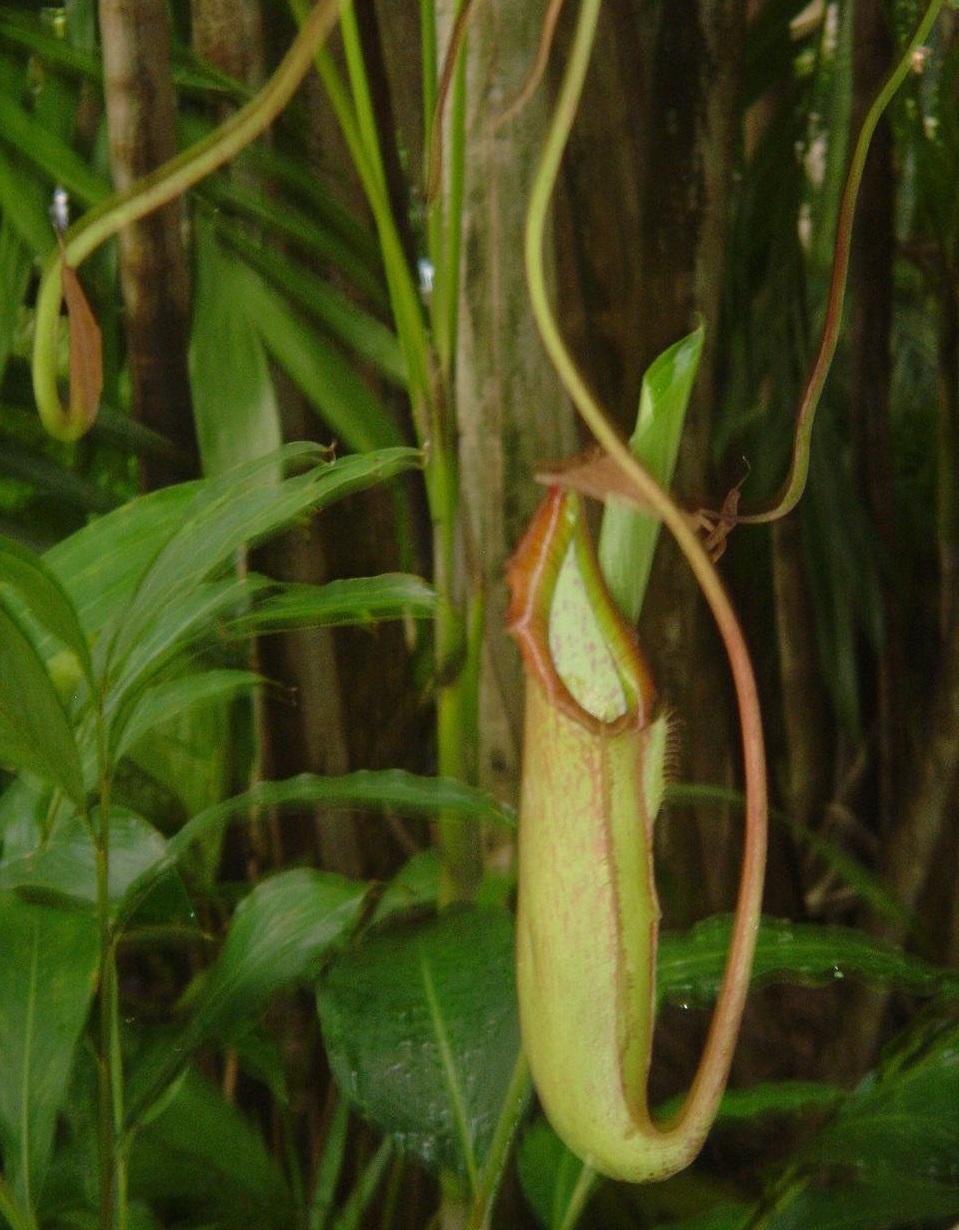 Nepenthes, Pitcher Plant Judith Finn