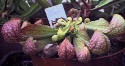 Sarracenia, Parrot Pitcher Plant