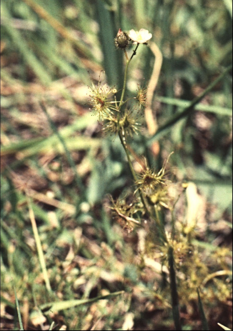Drosera Species, Pale Sundew, Shield Sundew