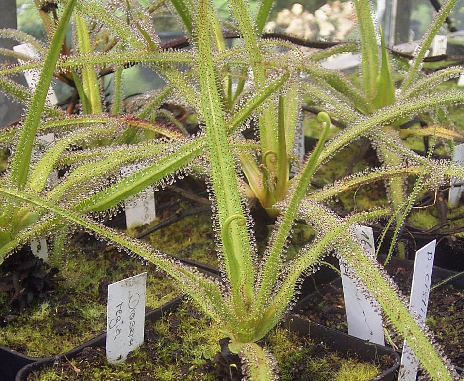 Drosera Species, Sundew