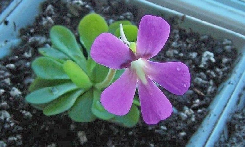 Pinguicula, Butterwort Weser