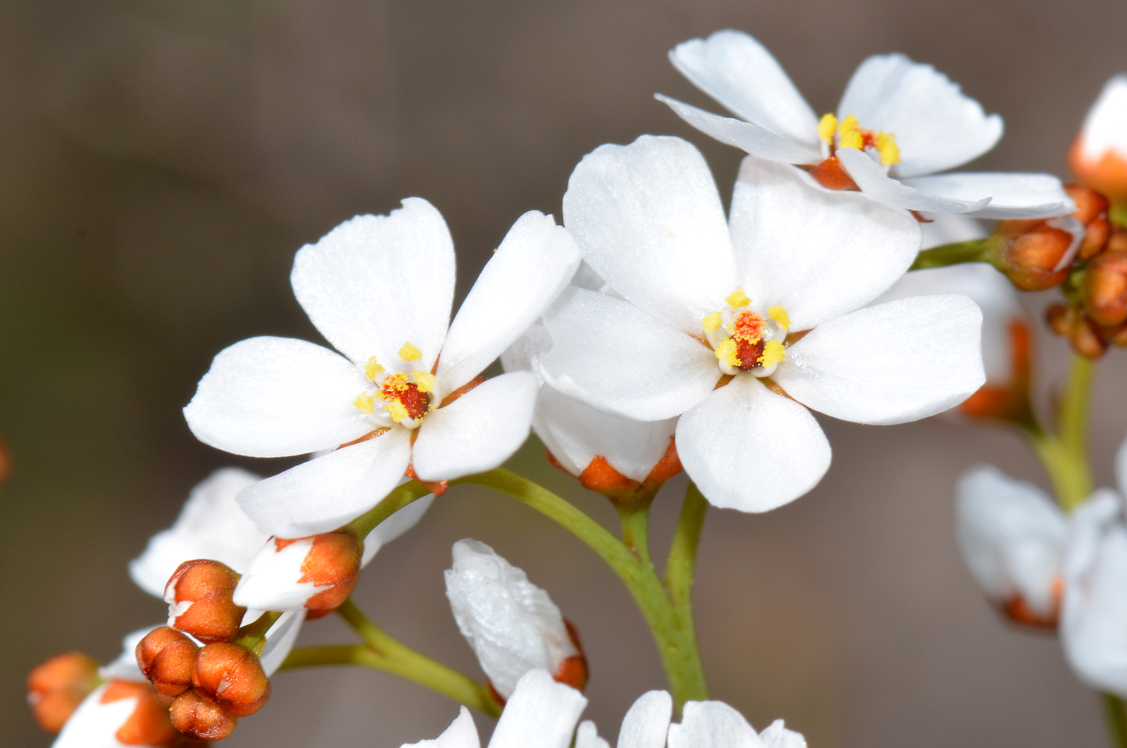 Drosera Species, Sundew - Drosera gigantea