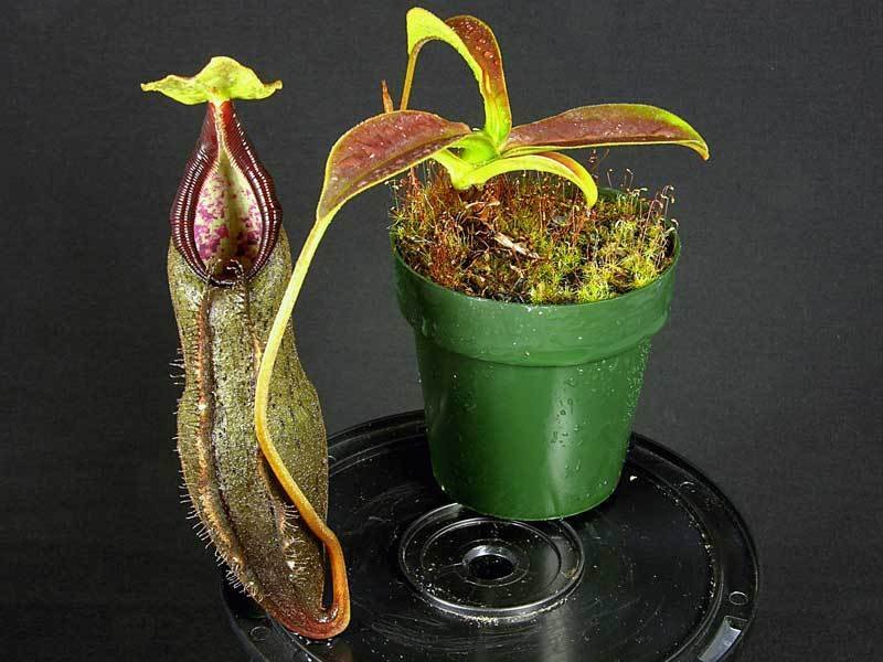 Nepenthes Species, Pitcher Plant