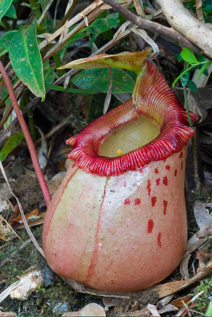 Nepenthes Species, Pitcher Plant - Nepenthes sibuyanensis