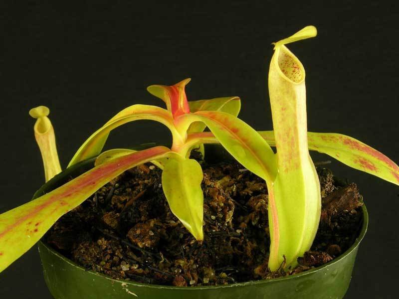 Nepenthes Species, Pitcher Plant, Reinwardts Pitcher-Plant.