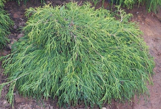 Sawara False Cypress, Boulevard Cypress, Blue Moss Cypress Sungold