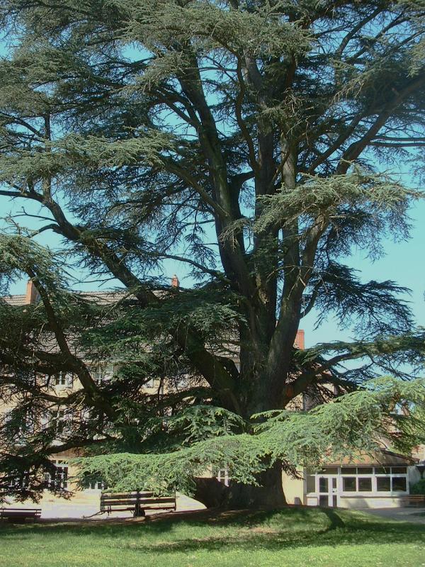 Cedrus Species, Weeping Blue Atlas Cedar Glauca Pendula