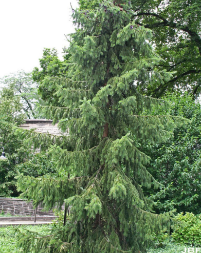 Serbian Spruce