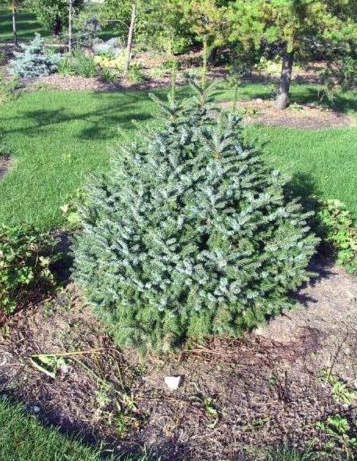 Picea, Dwarf Serbian Spruce Nana