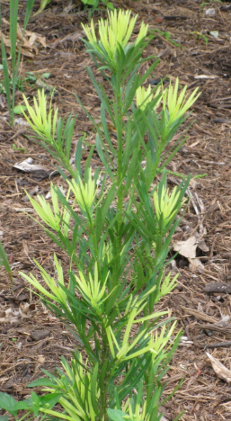 Podocarpus, Golden Crown Japanese Yew Golden Crown