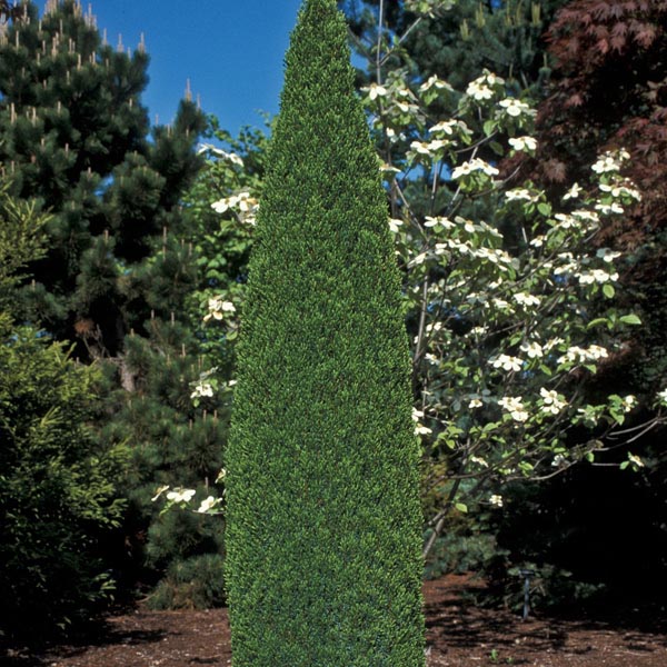 Common Juniper Compressa