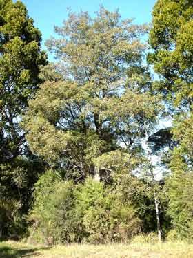 Celery Pine, New Zealand Celery Pine, Tanekaha