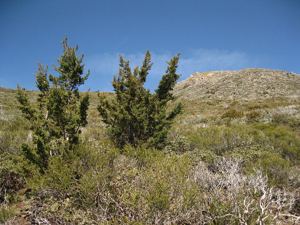 Cupressus Species, Cuyamaca Cypress
